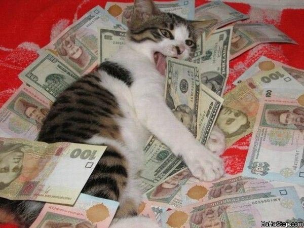 Cat_Loves_Money.jpg