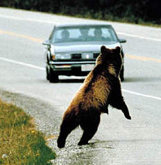 bear hitch.jpg