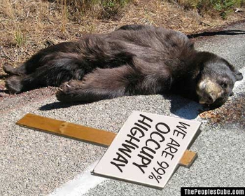 Occupy_Bear_Roadkill.jpg