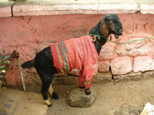 goat-wearing-sweater.jpg