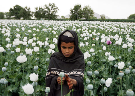 afghan poppy field.jpg