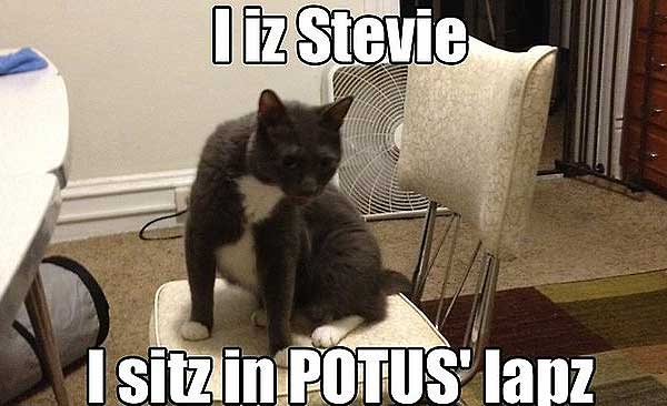 Cat_Empty_Chair_Obama.jpg