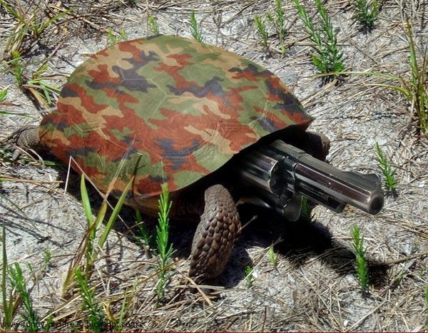 assault-turtle.jpg