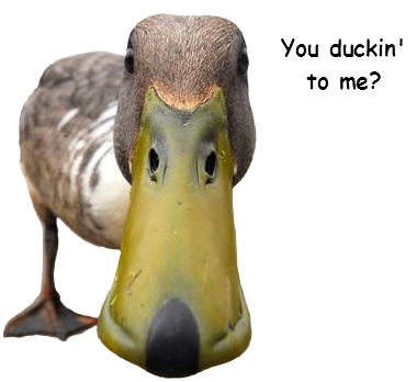you-duckin-to-me.png