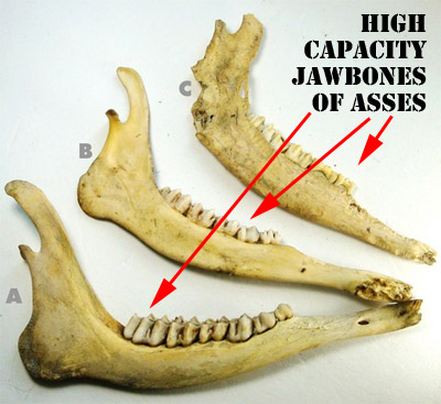 jawbone.jpg