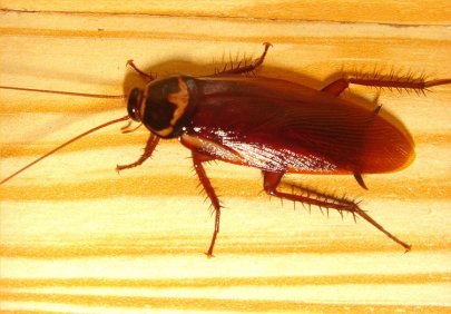 Cockroach-1.jpg