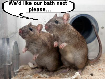 Rats bath.png