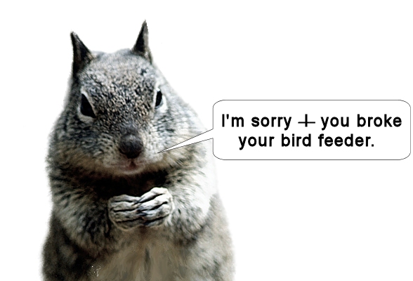 sorry squirrel.jpg