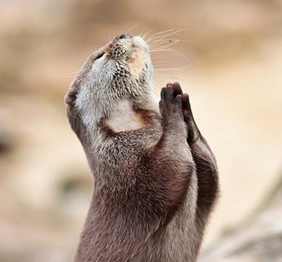praying otter.jpg