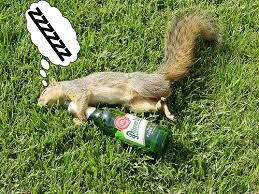 squirrel drunk 2.jpg