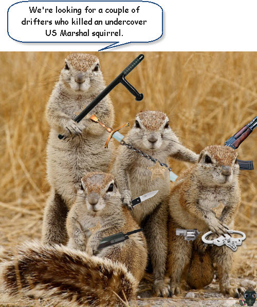squirrel-squad.jpg
