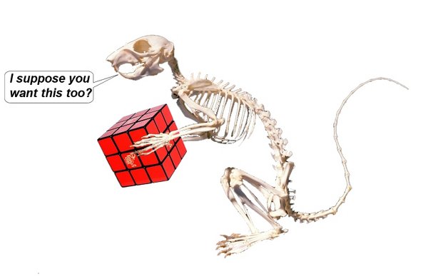 squirrel-skeleton cube.jpg