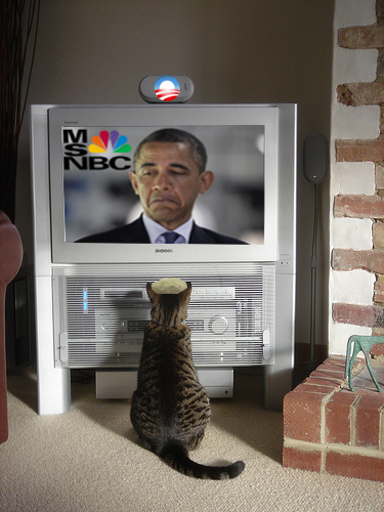 cat-watching-tv.jpg