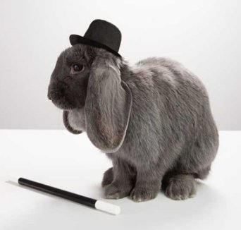rabbit-wearing-top-hat-with-magic-wand.jpg