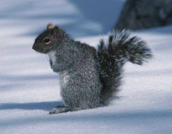 Squirrel in snow 2.jpg