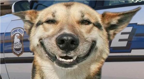 Laughing-Dog1.jpg