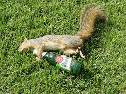 squirrel drunk.jpg