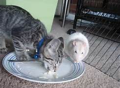 Cat and Mouse Friends - eating.jpg