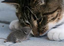 Cat and Mouse Friends - talking.jpg