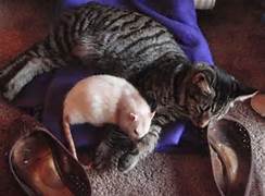 Cat and Mouse Friends - napping.jpg