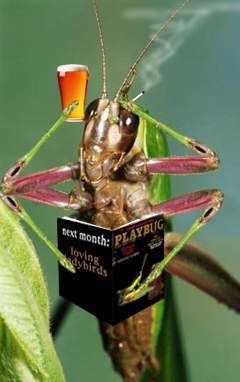 grasshopper_funny_insects_playbug_beer_cigarettes_stop_smoking_humor_cool_haha_lol_rofl_smiles.jpg