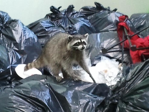 Raccoon-in-garbage.jpg