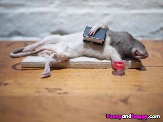 Drunk-sleeping-mouse.jpg