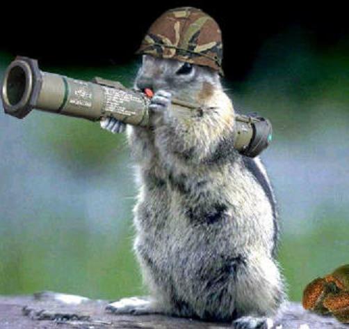 Army_Squirrel_by_ChocoboMoogles.jpg