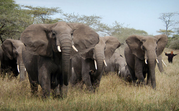 Elephant-Herd2.jpg