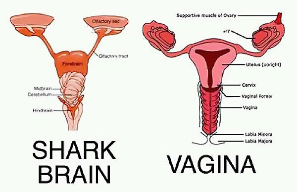 Shark_Brain_Vagina.jpg