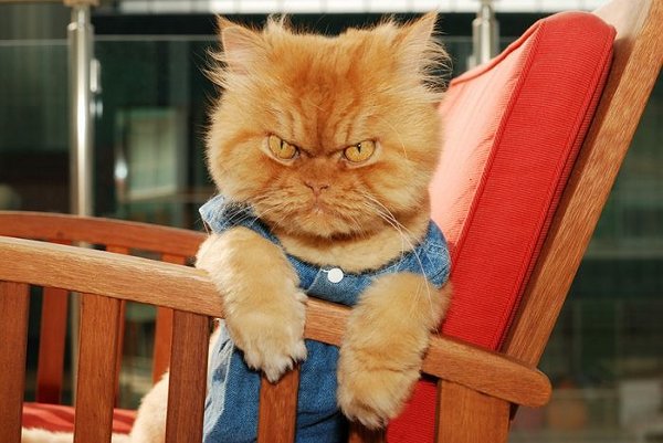 angry-cat.jpg