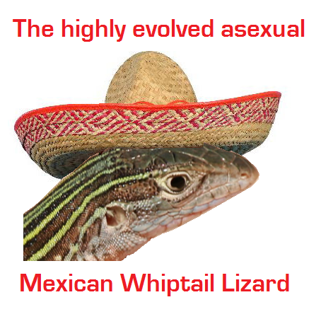 whiptail-lizard.png