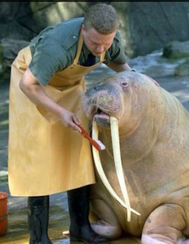 walrus tusk.jpg