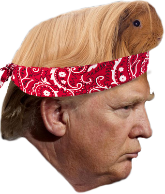 trump-with-long-coated-guinea-pig-on-head.png