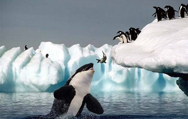 Orca_Penguins.jpg