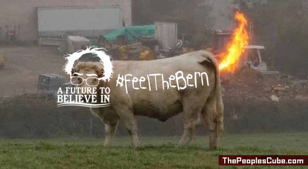 Bernie_Cow_Feel_the_Bern.jpg