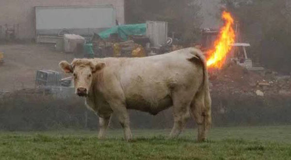 Cow_Fart_Burn.jpg