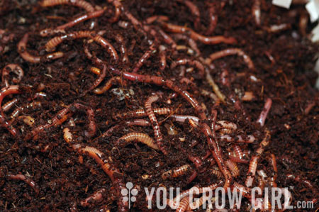 worms-you-grow-girl.jpg