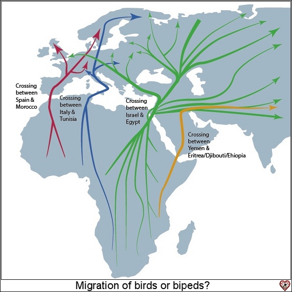 Migration_1.jpg