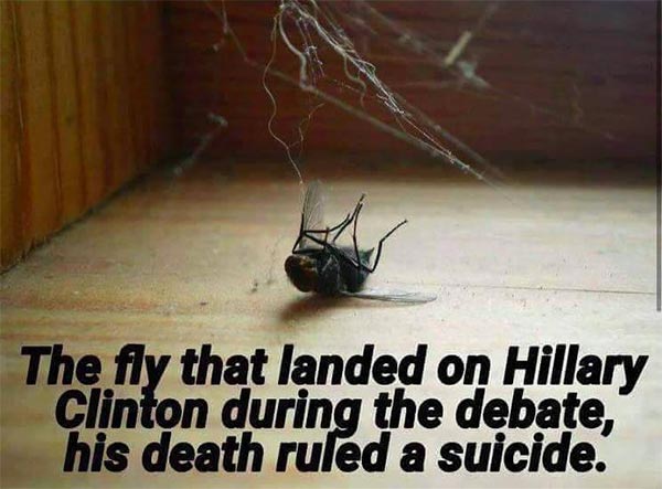 Fly_Hillary_Face_Dead.jpg