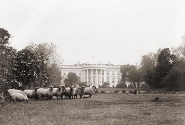 White House with Sheep.jpg