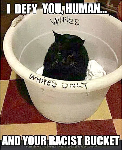 Black_Cat_Whites_Bucket.jpg