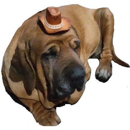 cowboy hat on dog.jpg