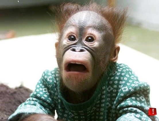 horrified orangutan.jpg