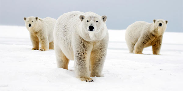 Polar_Bears.jpg