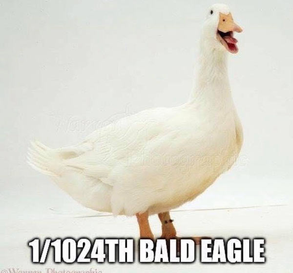 Bald_Eagle.jpg