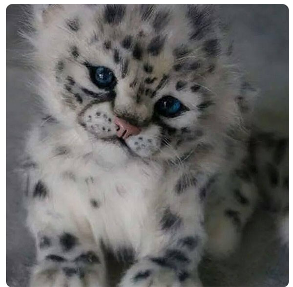 Snow Leopard Cub copy.jpg