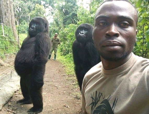 Congo_gorilla_ladies_(570).jpg