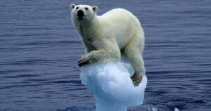 stranded-polar-bear-300x158.jpg