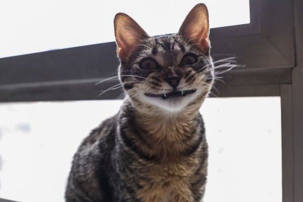 Cat shitty grin.jpg